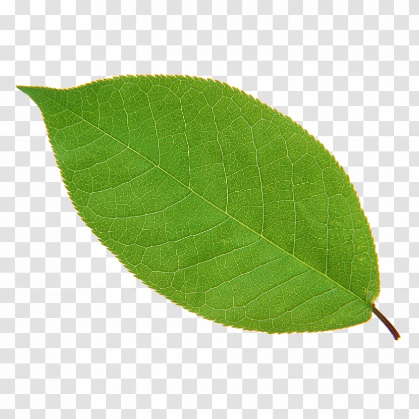 Leaf Green Plant Euclidean Vector Transparent PNG
