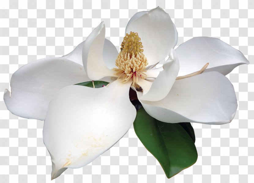 Southern Magnolia Clip Art Flower Image Transparent PNG
