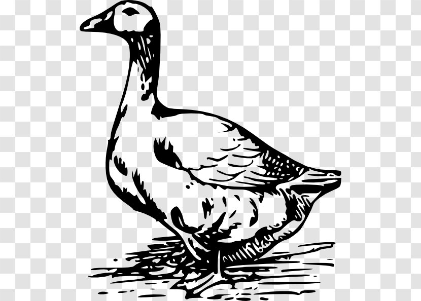 Goose Duck American Pekin Clip Art - Water Bird Transparent PNG