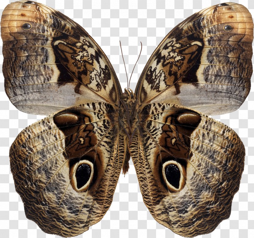Butterfly Royalty-free Art - Frame Transparent PNG