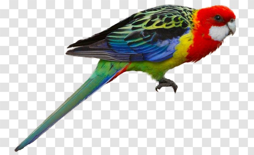Parrot Bird Budgerigar Eastern Rosella Crimson - Common Pet Parakeet Transparent PNG