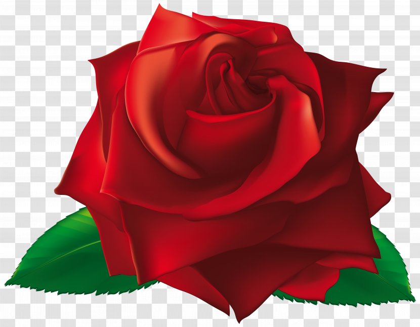 Rose Flower Royalty-free Clip Art - Seed Plant - Red Single Clipart Image Transparent PNG