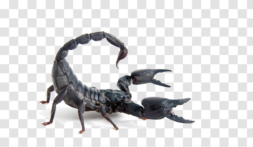 The Scorpion Heterometrus Spinifer Stock Photography - Animal Transparent PNG