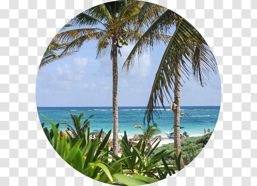 Tulum Vacation Travel Asian Palmyra Palm Information - Caribbean - Riviera Maya Transparent PNG