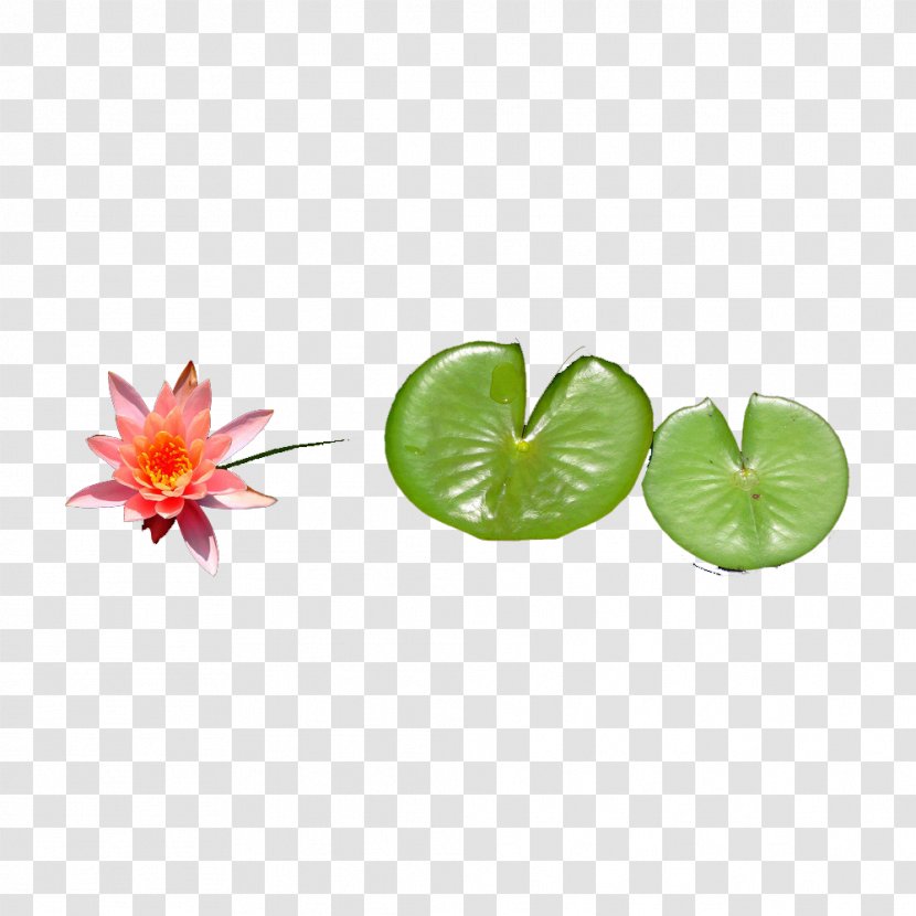 Leaf Lotus Effect Nelumbo Nucifera - Material - To Pull Free Transparent PNG