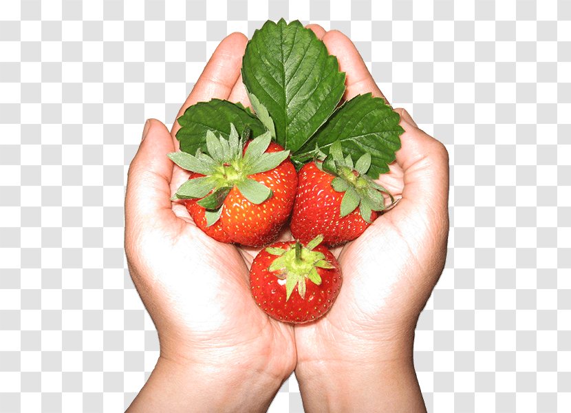 Smoothie Strawberry Food Nutrient Fruit - Strawberries - Hand Holding Transparent PNG