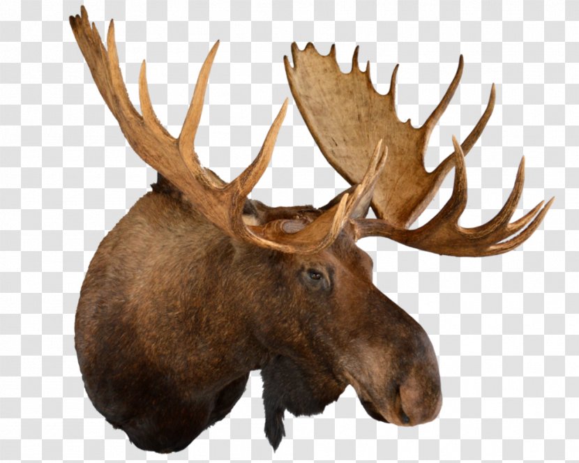 Moose Deer Elk 48 Hours To Die: An Anthony Stone Novel Trophy Hunting - Antler Transparent PNG