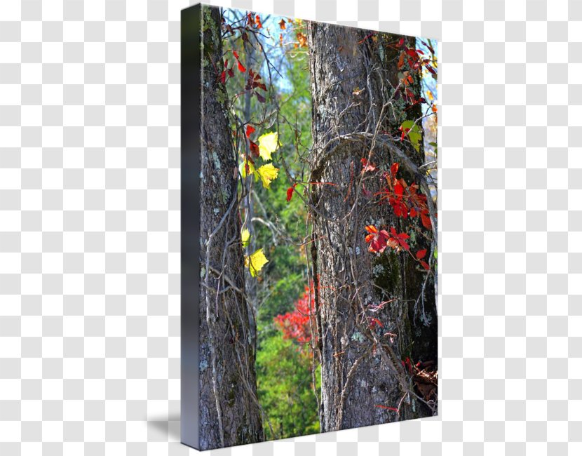 Birch Temperate Broadleaf And Mixed Forest Autumn Deciduous - Leaf - Summer To Transparent PNG