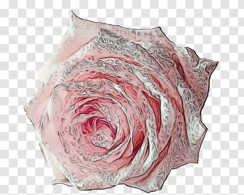 Garden Roses Transparent PNG