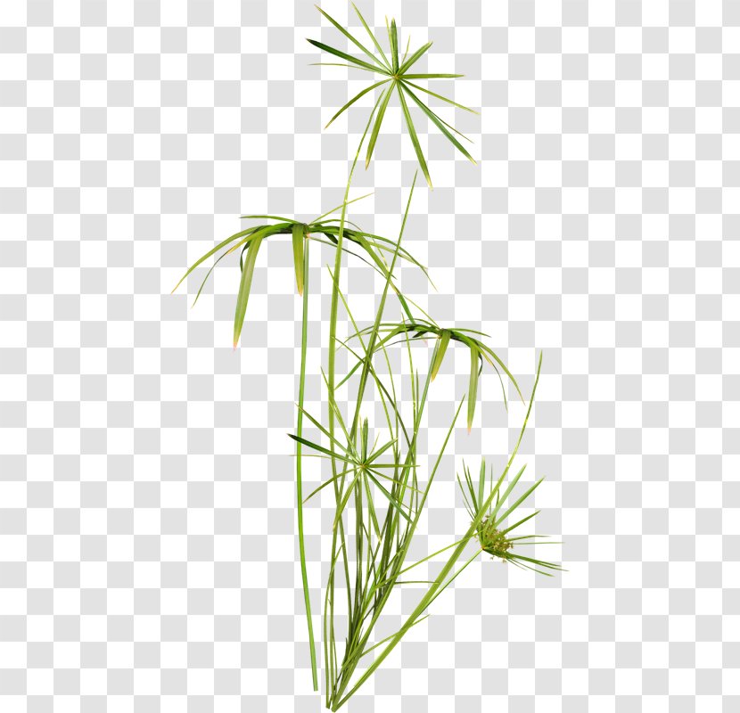 Yellow Nutsedge Plant Stem Flower - Tree - Dw Transparent PNG