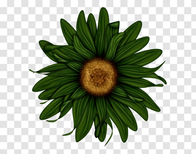 Flower Clip Art - Transvaal Daisy - Green Sunflower Transparent PNG
