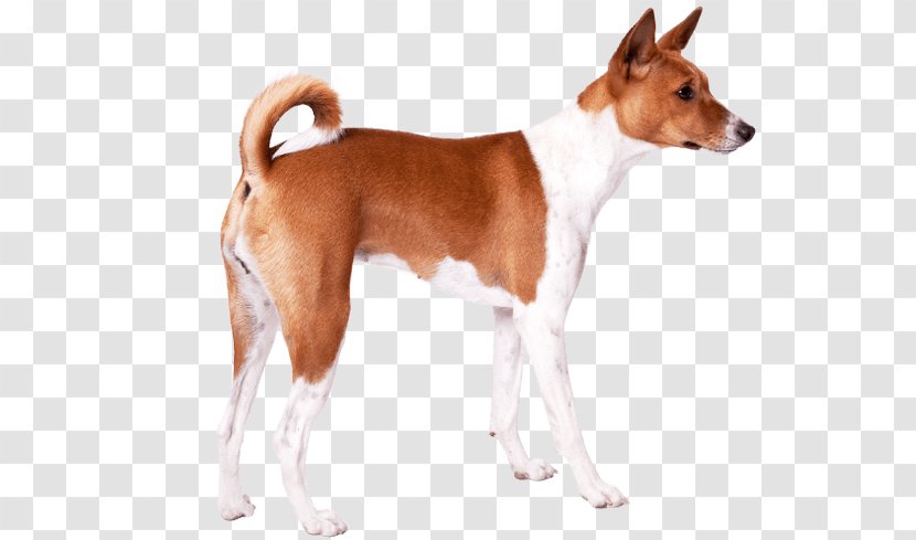Basenji English Foxhound Plummer Terrier Tenterfield Dog Breed - Like Mammal - Sighthound Transparent PNG