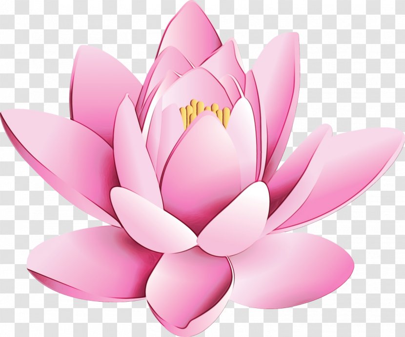 Lotus - Water Lily - Plant Transparent PNG