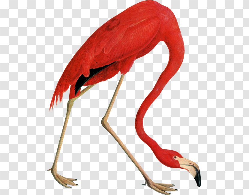 Beak Ibis - Flamingo Transparent PNG