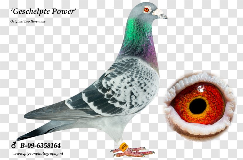 Columbidae Rock Dove Pigeon Racing Tippler JEDDS Bird Supplies - Belgium Transparent PNG