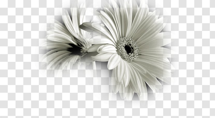 Black And White Flower Photography - Gerbera Transparent PNG