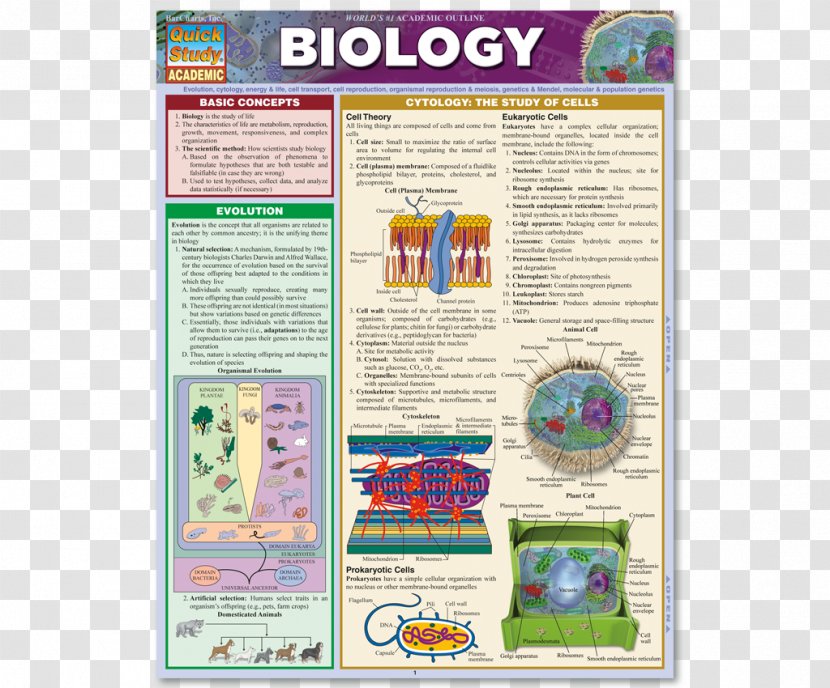 Biology: The Basic Principles Of Biology Study Skills Bar Chart Transparent PNG