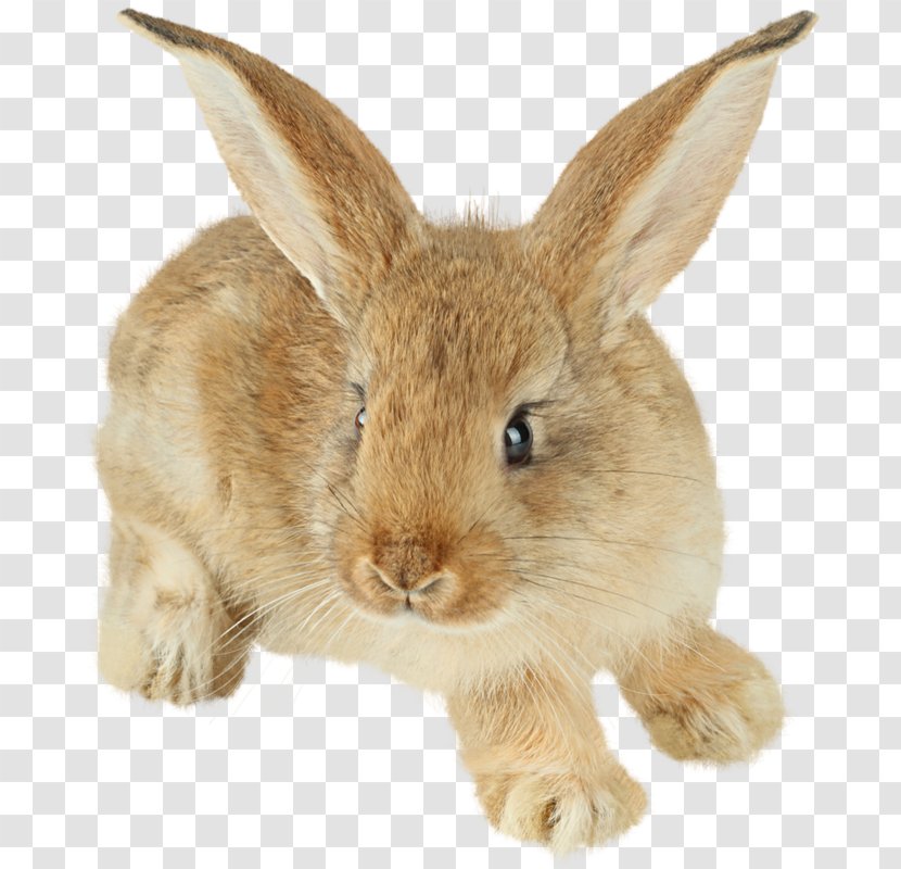Easter Bunny Rabbit Clip Art - Image Transparent PNG