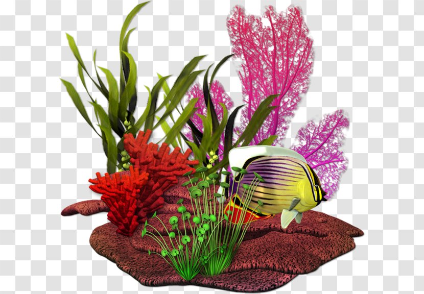 Fish Coral Clip Art - Aquarium - Ping Transparent PNG