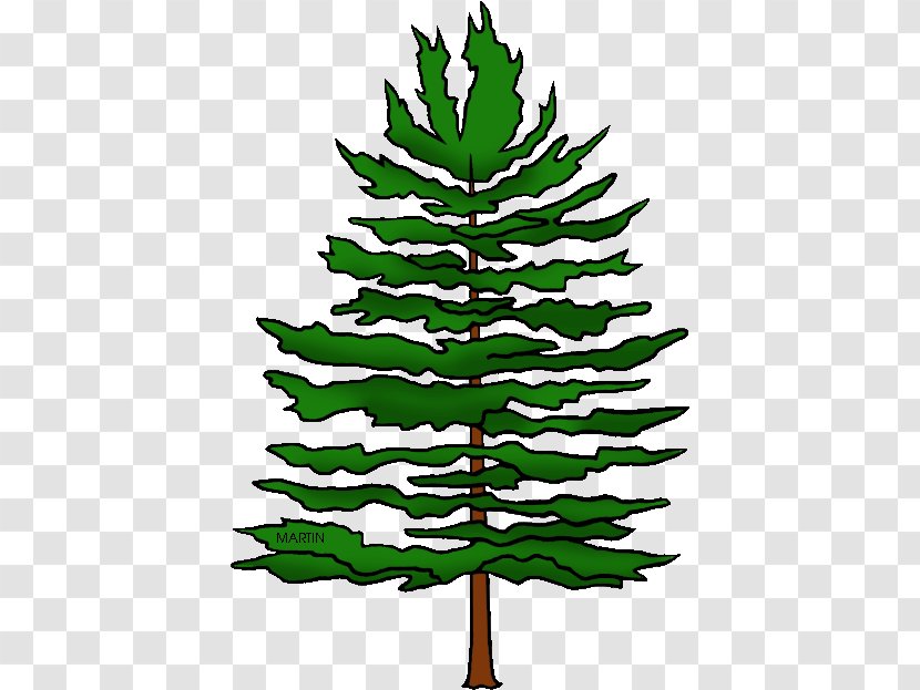 Shortleaf Black Spruce Tree White Pine Yellow Fir Colorado - Plant Leaf Transparent PNG