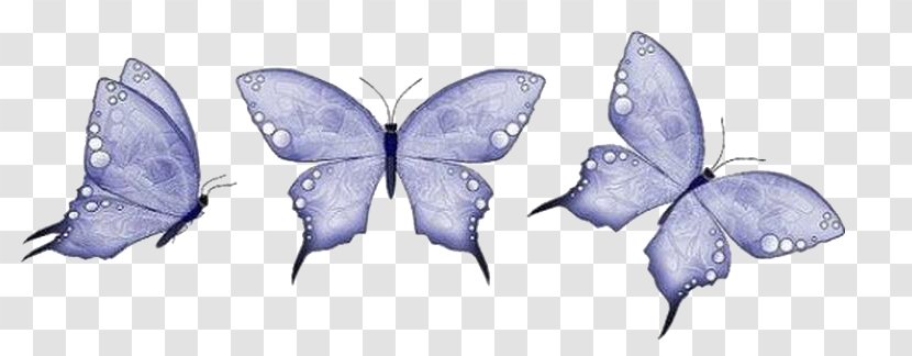 Butterfly Animation - Invertebrate Transparent PNG