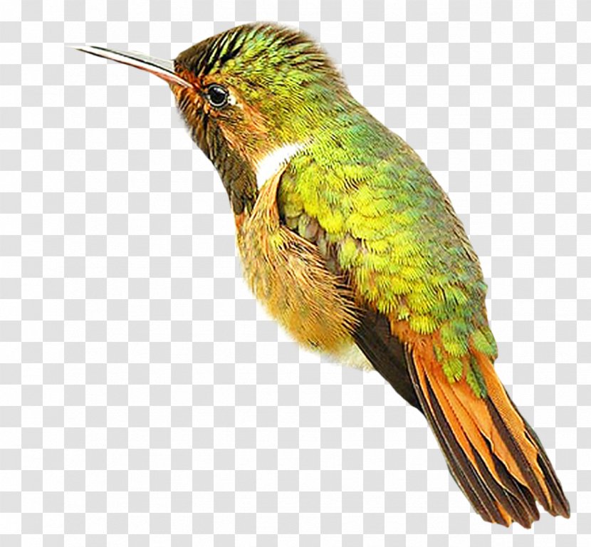 Hummingbird - Wing - Bird Transparent PNG