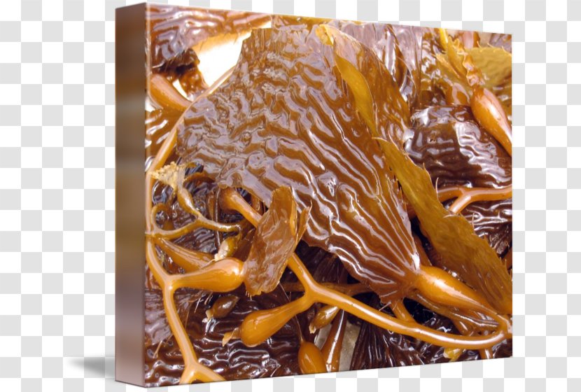 Romeritos Tsukudani Recipe Dish Network - Seaweed Transparent PNG