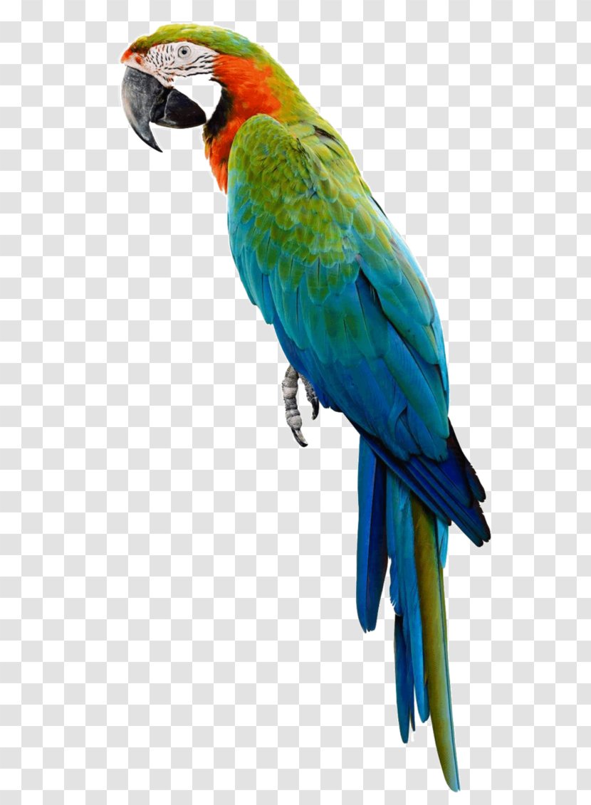 Amazon Parrot Bird Macaw Stock Photography - Parakeet Transparent PNG