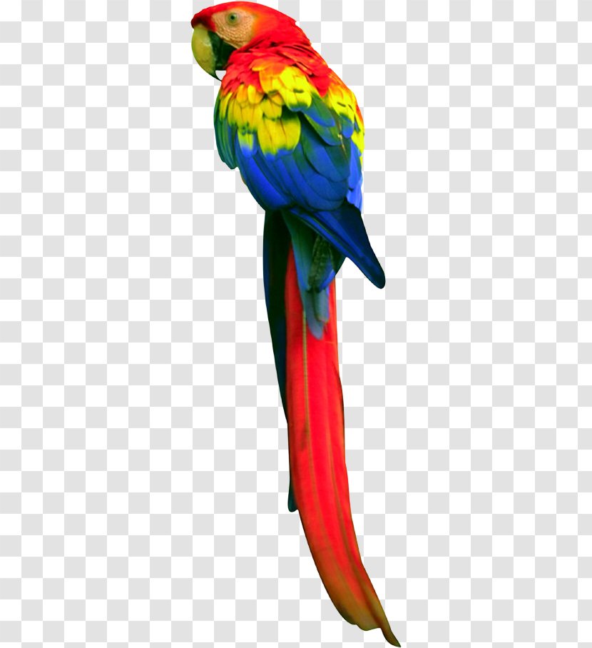 Macaw Budgerigar Bird True Parrot Loriini - Animal Transparent PNG