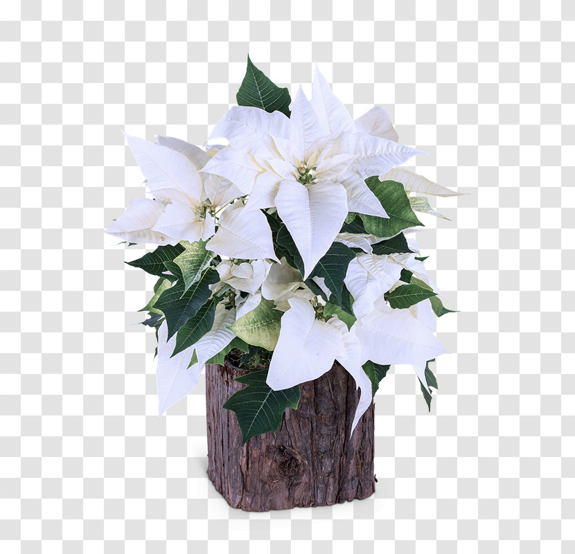 Floral Design Transparent PNG