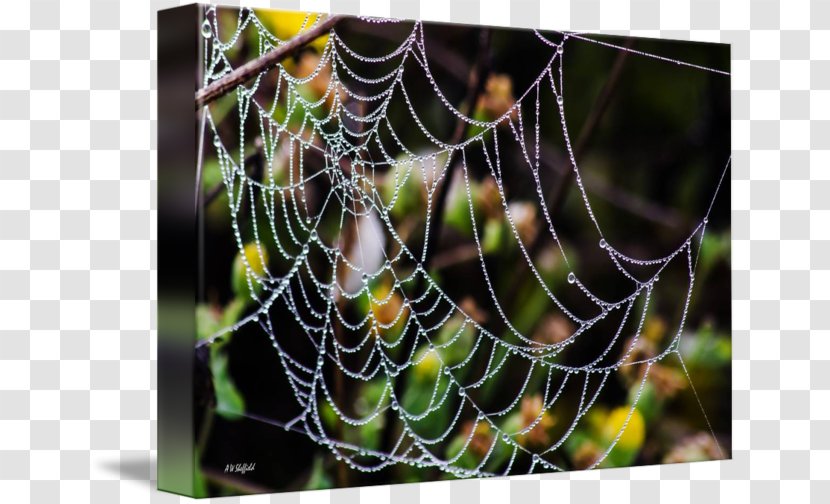 Spider Web Moisture Close-up - Arachnid Transparent PNG