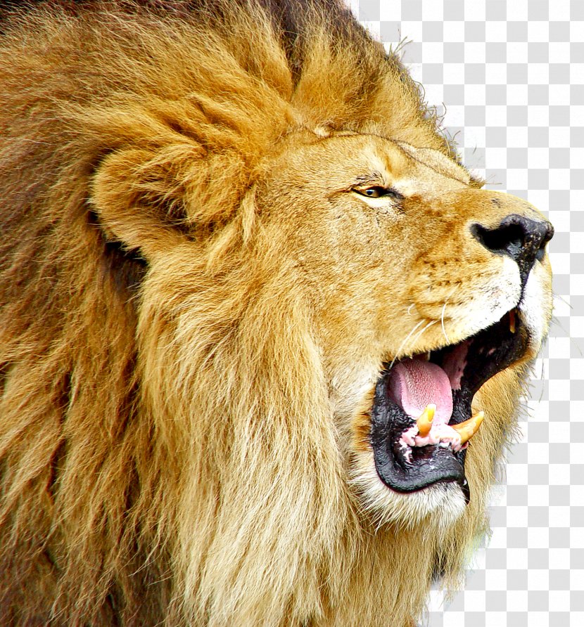 Lion Roar - Cat Like Mammal Transparent PNG