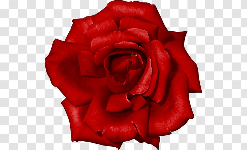Garden Roses Red China Rose Flower - Beach Transparent PNG