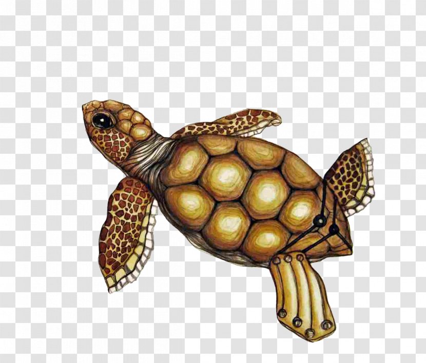 Box Turtle Chinese Softshell Painted Transparent PNG