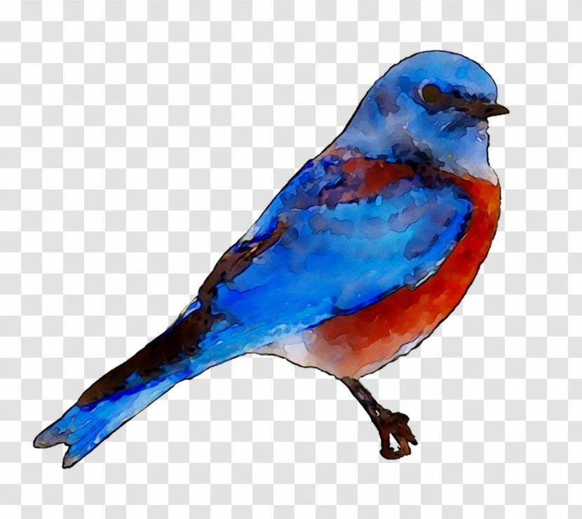 Bluebird Of Happiness Stock Photography Royalty-free Image - Finch - Lazuli Bunting Transparent PNG
