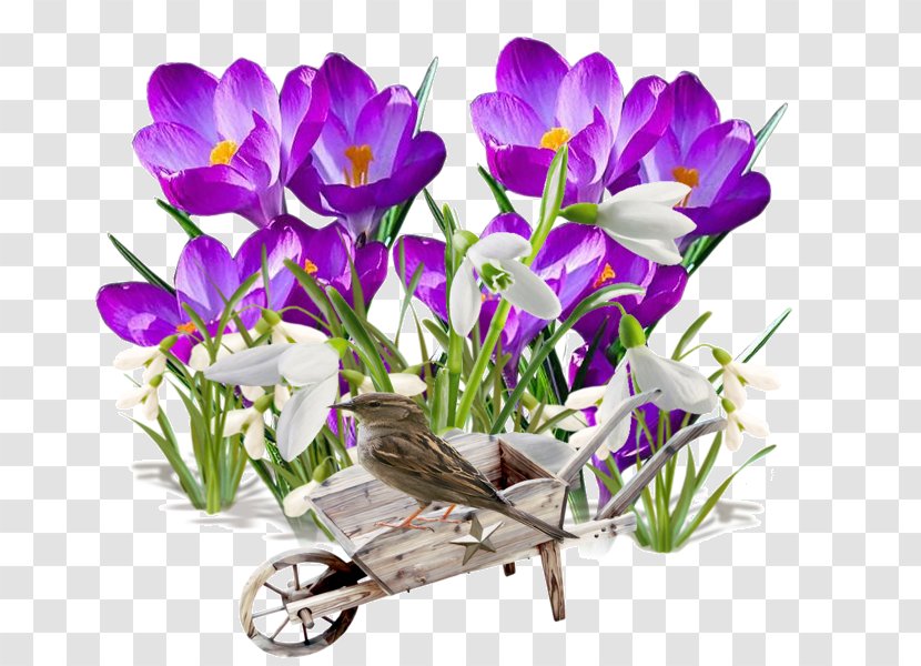Spring Flower Transplanting Garden - Violet Family - Crocus Transparent PNG