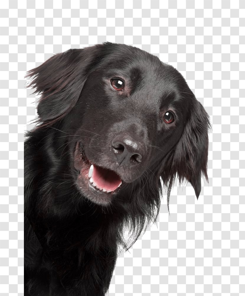 The Flat-coated Retriever Golden Labrador Puppy - Carnivoran Transparent PNG