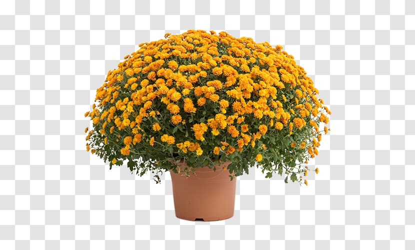 Chrysanthemum O'marché Fees, Chalette Annual Plant 1 November Horticulture - Pompon Transparent PNG