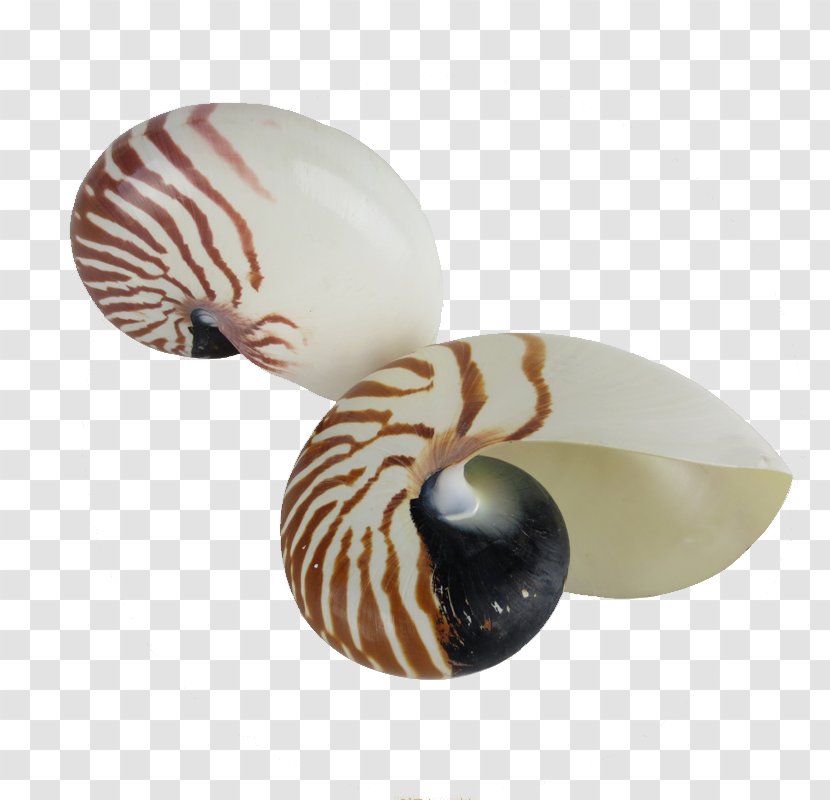 Screw Seashell Transparent PNG
