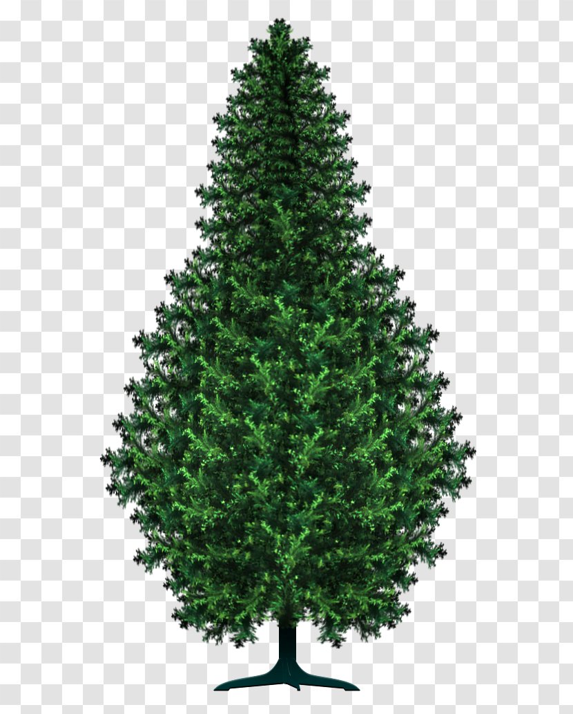 Spruce Pine Christmas Tree Art - Forest Transparent PNG