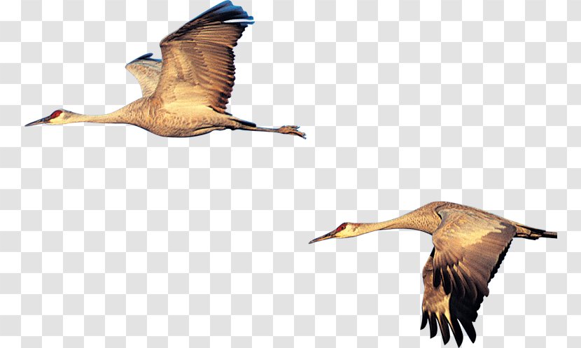 Duck Swan Goose Bird - Wing Transparent PNG