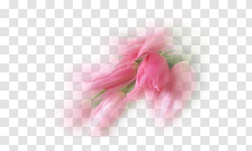 Tulip Petal Flower Photography - Bud Transparent PNG