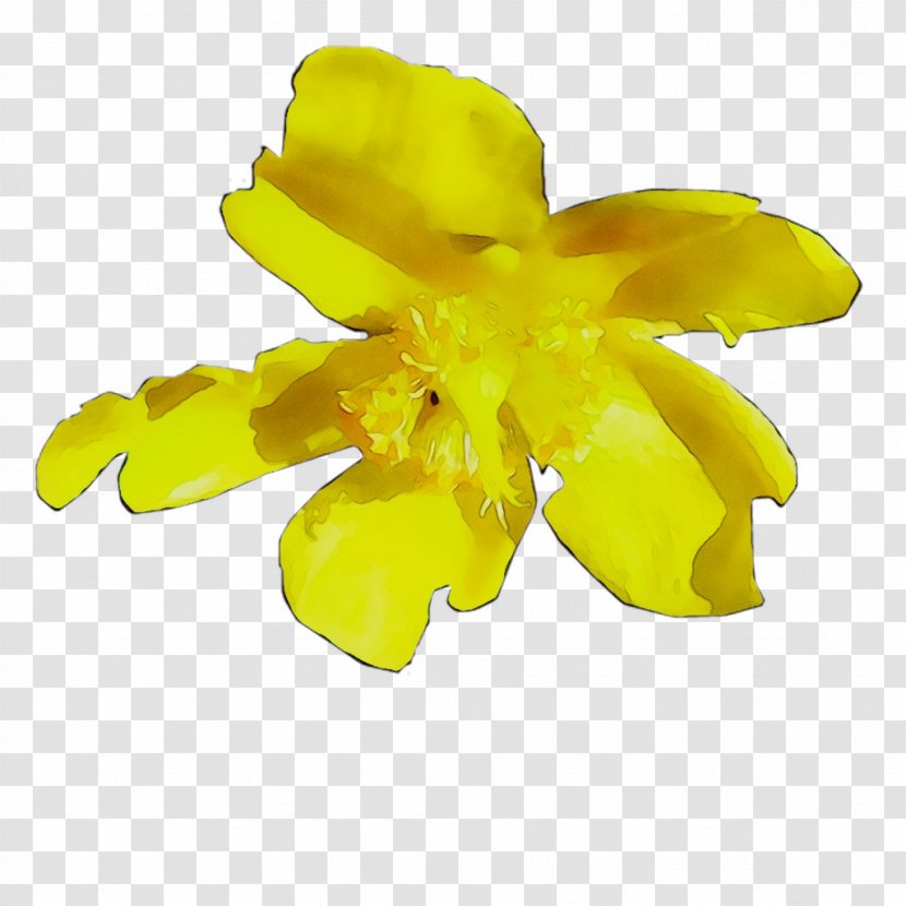 Yellow Cut Flowers Flowering Plant Plants - Petal - Herbaceous Transparent PNG