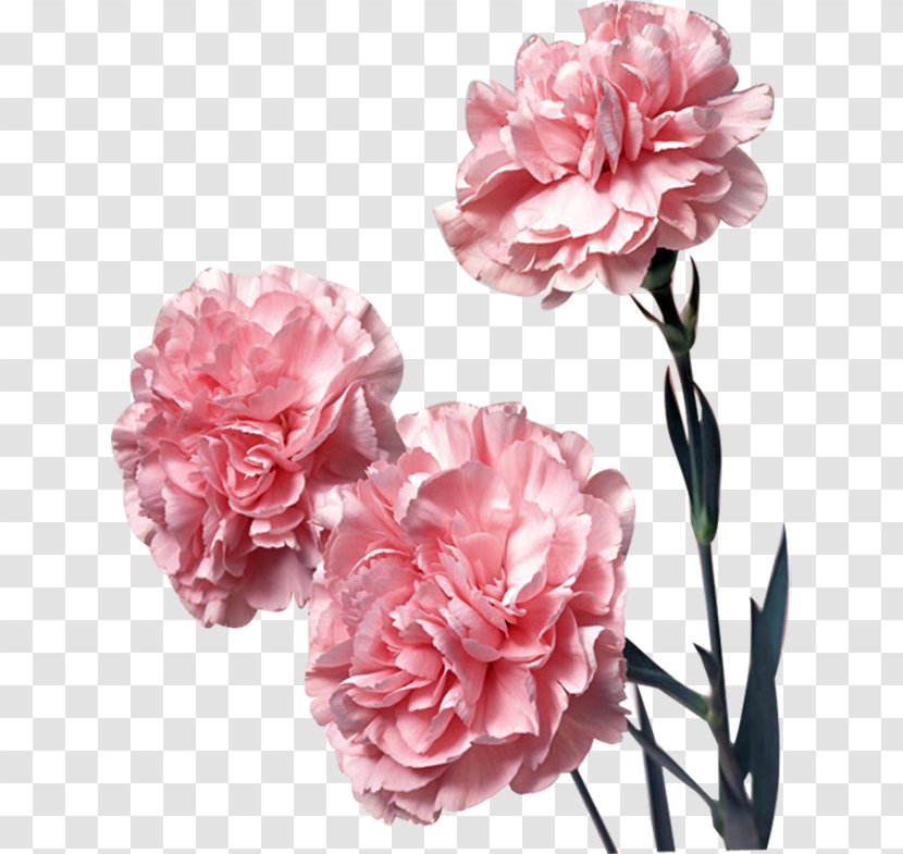 Carnation Pink Flowers Color - Cut - Flower Transparent PNG