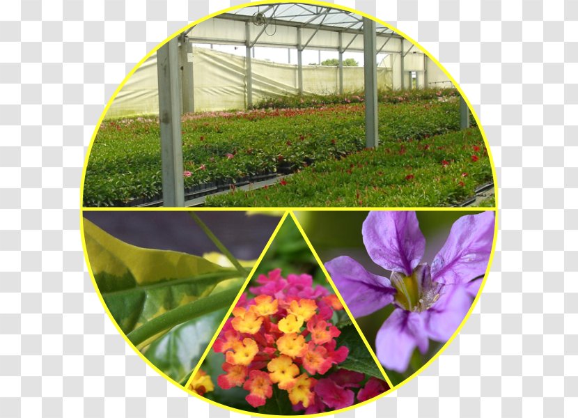 Flowering Plant Greenhouse Annual - Flower Transparent PNG