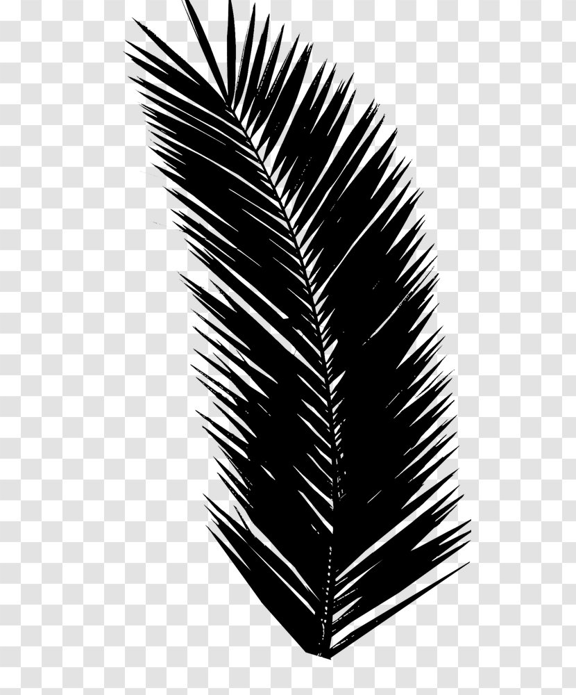 Clip Art Palm Trees Image Design - Plants - Photography Transparent PNG