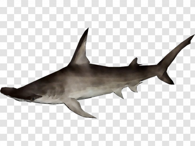 Requiem Sharks Rough-toothed Dolphin Fauna Marine Biology - Bull Shark Transparent PNG