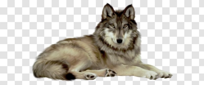 Gray Wolf Desktop Wallpaper Clip Art - Czechoslovakian Wolfdog Transparent PNG