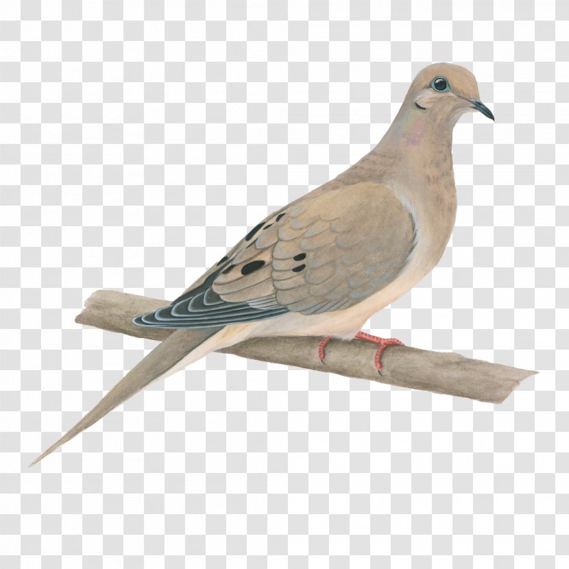 Columbidae Bird Rock Dove Squab Mourning - Wood - DOVE Transparent PNG