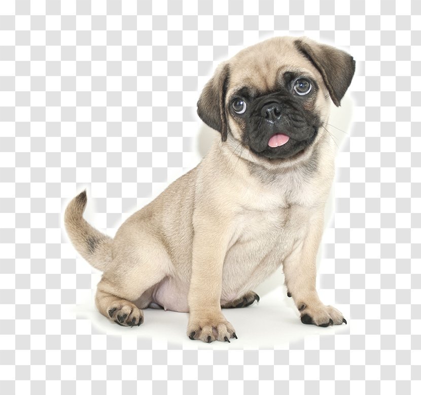 Pug Jack Russell Terrier French Bulldog Puppy Cuteness - Dog Transparent PNG